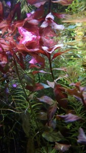 IMG_20190730_205656.jpg
