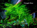 Triangle Moss,,.jpg