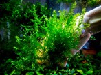 copy_632_Giant-Willow.jpg
