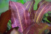 copy_900_copy_520_DSC_5895.jpg