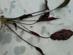 IMG_20190820_121901.jpg