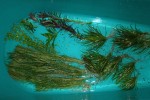 IMG_8966.JPG