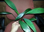 copy_221_Guinea.jpg