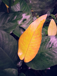 copy_826_copy_862_Nangi-1.jpg