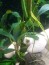 Bucephalandra TriColor.jpg
