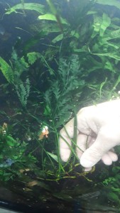 bolbitis sp. kribi.jpg