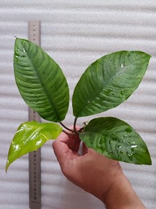 copy_376_20190829_113510.jpg