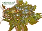 Cryptocoryne nurii «Rosen Maiden».JPG
