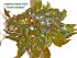 Cryptocoryne nurii «Rosen Maiden».JPG
