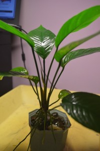 DSC_0049.JPG