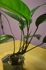 DSC_0050.JPG