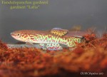 Fundulopanchax-gardneri-gardneri-“Lafia”-.jpg