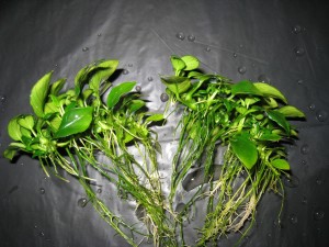IMG_8522.JPG