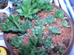 P1550484.JPG