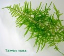 Taiwan  Moss.jpg
