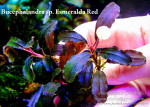 copy_125_Esmeralda-Red_.jpg