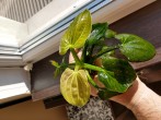 copy_238_IMG_20191013_151125110_HDR.jpg