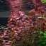 copy_397_copy_570_copy_378_Ludwigia_sp._Super_Red_2_2048x.jpg