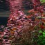 copy_397_copy_570_copy_378_Ludwigia_sp._Super_Red_2_2048x.jpg