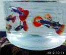 copy_411_copy_97_copy_350_IMG_20191014_105005.jpg
