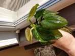 copy_558_IMG_20191013_151113708_HDR.jpg