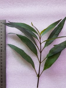 copy_638_20191006_132348.jpg