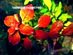 ludwigia super red.jpg