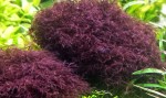 red-moss-muito-raro-caloglossa-cf-beccarii-tele-de-3x3-cm-D_NQ_NP_753505-MLB25032200975_092016-F.jpg