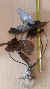 Кувшинка 30.jpg