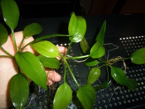 100_4889.JPG