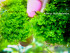 Crystal moss+Bucephalandra1.jpg