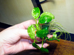 DSCF7946.jpg