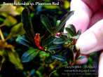 Phantom Red_1.jpg