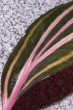 copy_223_ros2.jpg