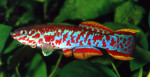 copy_65_copy_242_copy_892_copy_518_image001.jpg