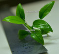 copy_824_copy_207_02-1-1.jpg