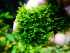 copy_988_copy_773_Bucephalandra.jpg