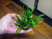 DSCF8019.jpg