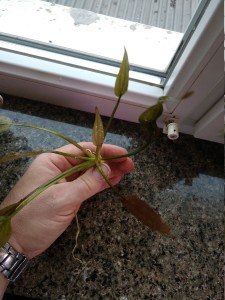 IMG_20191212_105404612.jpg