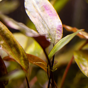 IMG_3662 беккета.jpg