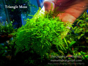 Triangle Moss.jpg