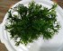 copy_734_DSC_0032.jpg