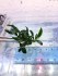copy_985_received_438271277103533.jpeg