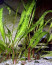 copy_255_cryptocoryne_usteriana.jpg