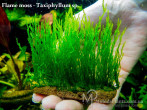 copy_689_copy_3_copy_877_Flame-moss.jpg