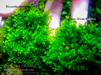 copy_975_copy_428_copy_632_copy_353_copy_413_copy_748_copy_547_copy_632_DSCF6121.jpg