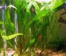 1422800066_cryptocoryne-usteriana-2.jpg