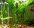 1422800066_cryptocoryne-usteriana-2.jpg