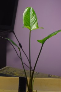 DSC_0012.JPG