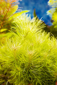 IMG_3701 Погост. эректус.jpg